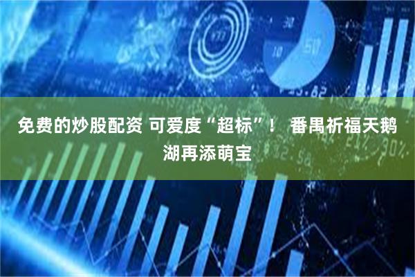 免费的炒股配资 可爱度“超标”！ 番禺祈福天鹅湖再添萌宝