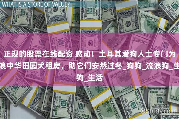 正规的股票在线配资 感动！土耳其爱狗人士专门为流浪中华田园犬租房，助它们安然过冬_狗狗_流浪狗_生活
