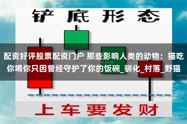配资好评股票配资门户 那些影响人类的动物：猫吃你喝你只因曾经守护了你的饭碗_驯化_村落_野猫