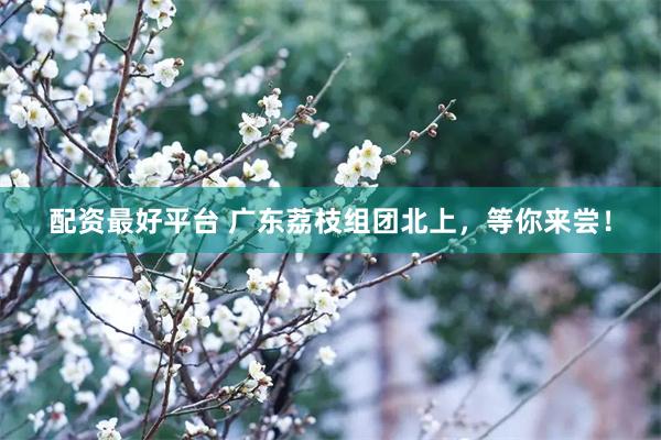 配资最好平台 广东荔枝组团北上，等你来尝！